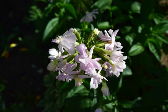 Картинка цветы белый цвет