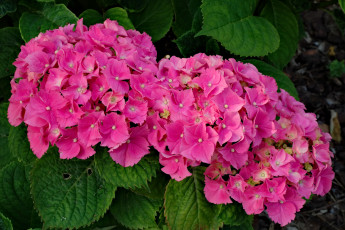 Картинка цветы гортензия цветение цвет куст