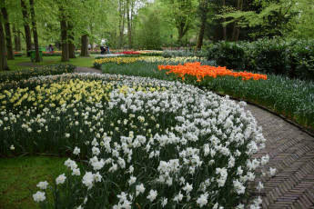 Картинка цветы разные+вместе разноцветные