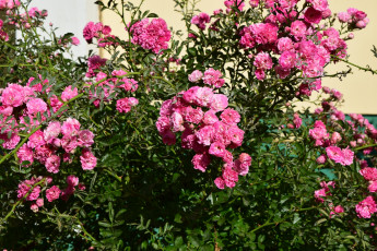 Картинка цветы розы розовый цвет