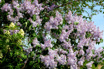 Картинка цветы сирень сиреневый цвет