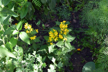 Картинка цветы желтый цвет