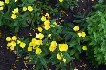 Картинка цветы желтый цвет