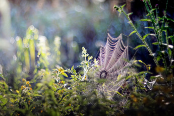 Картинка природа макро паутинка