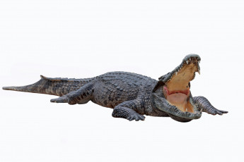 Картинка животные крокодилы крокодил