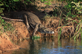 Картинка животные крокодилы крокодил