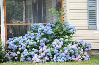 Картинка цветы гортензия цветение куст