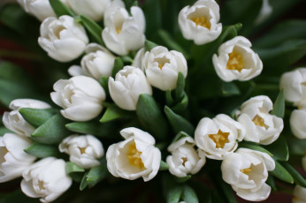 Картинка цветы тюльпаны бутоны капли цветение лепестки