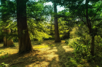 Картинка природа деревья трава