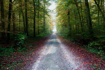 Картинка природа дороги тракт