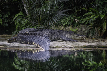 Картинка животные крокодилы крокодил