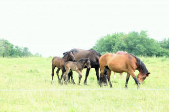 Картинка животные лошади животное animal handsome horse красавцы