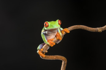 Картинка животные лягушки лягушка