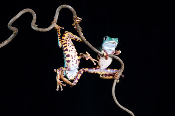 Картинка животные лягушки лягушка