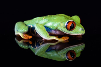 Картинка животные лягушки лягушка