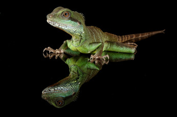 Картинка животные Ящерицы +игуаны +вараны ящерка