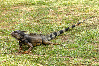 Картинка животные Ящерицы +игуаны +вараны ящерка