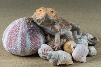 Картинка животные Ящерицы +игуаны +вараны ящерка