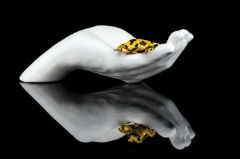 Картинка животные Ящерицы +игуаны +вараны ящерка