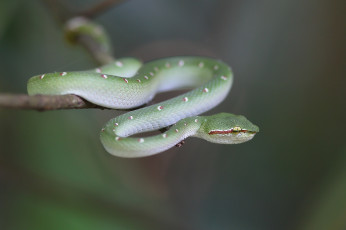 Картинка животные змеи +питоны +кобры змейка