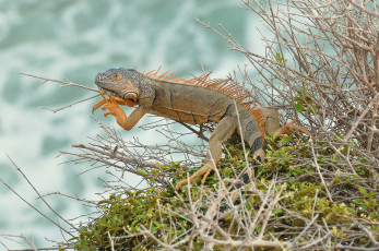 Картинка животные Ящерицы +игуаны +вараны ящерка