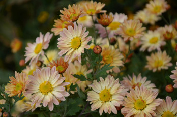 Картинка цветы хризантемы бутоны осень