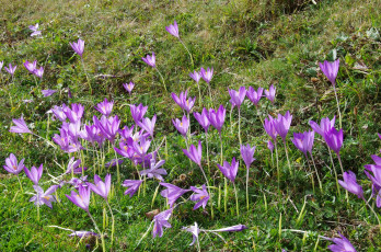 Картинка цветы крокусы трава