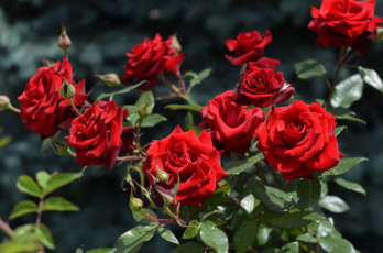 Картинка цветы розы лето куст бутоны