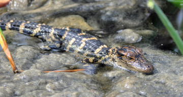 Картинка животные крокодилы крокодил