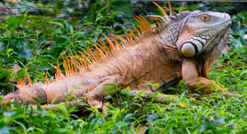 Картинка животные Ящерицы +игуаны +вараны ящерка