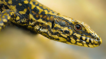 Картинка животные Ящерицы +игуаны +вараны ящерка