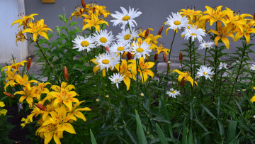 Картинка цветы разные+вместе разноцветные