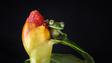 Картинка животные лягушки лягушка