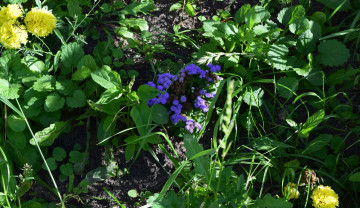 Картинка цветы разные+вместе разноцветные