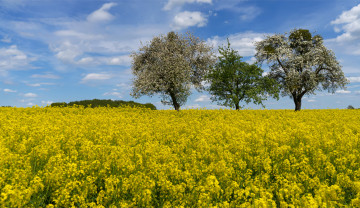 Картинка природа поля простор