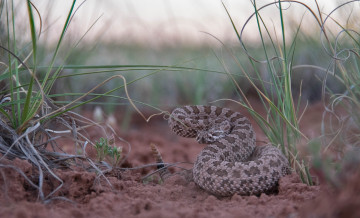 Картинка животные змеи +питоны +кобры змейка