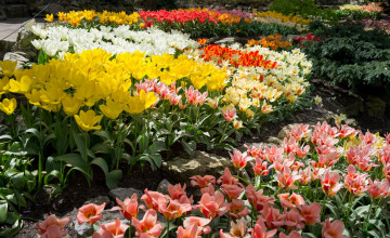 Картинка цветы лилии +лилейники разноцветные