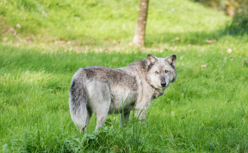 Картинка животные волки +койоты +шакалы трава