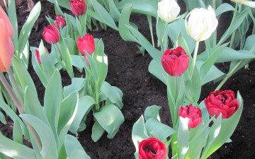 Картинка цветы тюльпаны клумба желтые красные