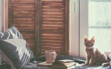 Картинка животные коты подушка кровать книга комната кружка окно котёнок кот кошка