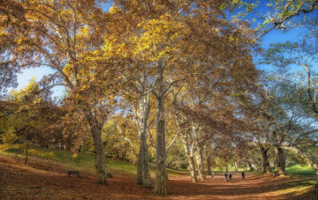 Картинка природа парк деревья