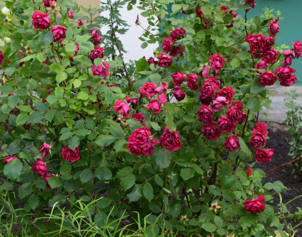 Обои картинки фото цветы, розы, красный, цвет