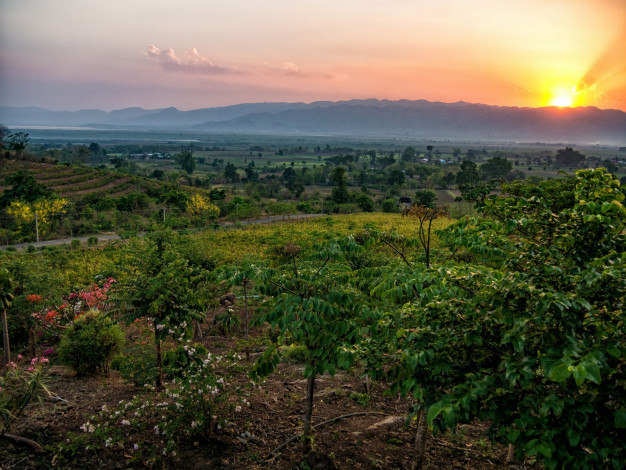 Обои картинки фото природа, восходы, закаты, поля, цветы, трава