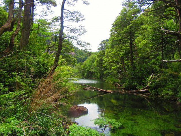 Обои картинки фото природа, реки, озера, река, лес