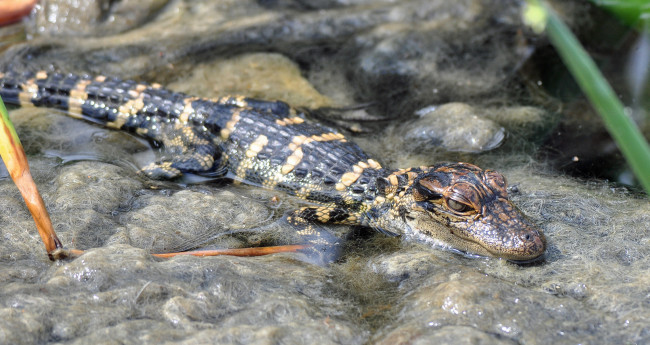 Обои картинки фото животные, крокодилы, крокодил