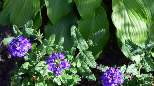 Обои картинки фото цветы, цветок