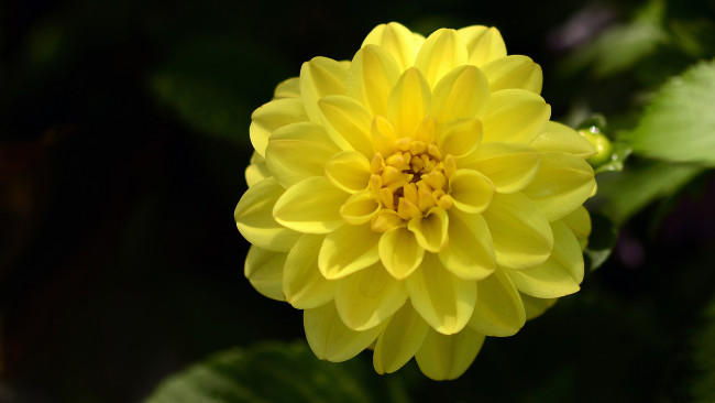 Обои картинки фото цветы, георгины, георгин, бутоны, лепестки, цветение