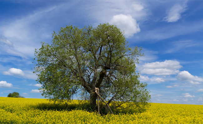 Обои картинки фото природа, деревья, простор