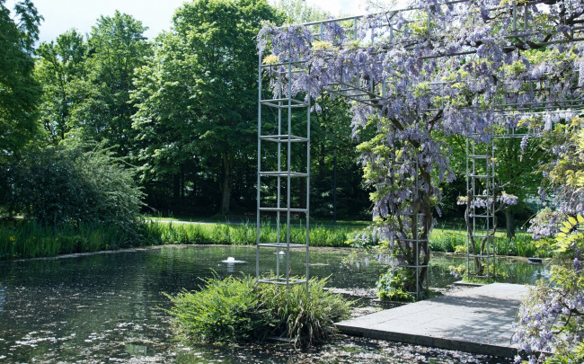 Обои картинки фото цветы, цветущие деревья ,  кустарники, водоем