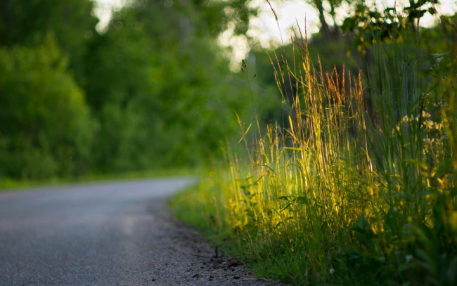 Обои картинки фото природа, дороги, трава, деревья